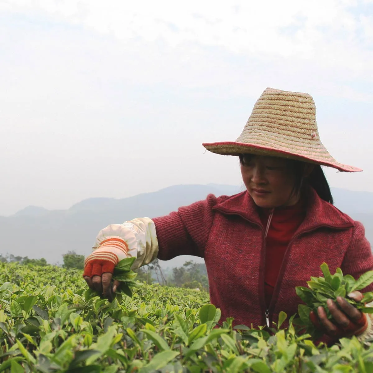 Da Hong Pao Oolong